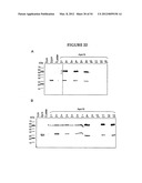 METHODS FOR THE PRODUCTION OF APOLIPOPROTEINS IN TRANSGENIC PLANTS diagram and image