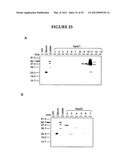 METHODS FOR THE PRODUCTION OF APOLIPOPROTEINS IN TRANSGENIC PLANTS diagram and image