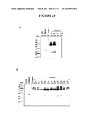 METHODS FOR THE PRODUCTION OF APOLIPOPROTEINS IN TRANSGENIC PLANTS diagram and image