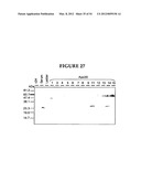 METHODS FOR THE PRODUCTION OF APOLIPOPROTEINS IN TRANSGENIC PLANTS diagram and image