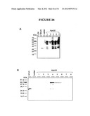 METHODS FOR THE PRODUCTION OF APOLIPOPROTEINS IN TRANSGENIC PLANTS diagram and image