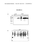 METHODS FOR THE PRODUCTION OF APOLIPOPROTEINS IN TRANSGENIC PLANTS diagram and image