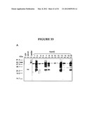 METHODS FOR THE PRODUCTION OF APOLIPOPROTEINS IN TRANSGENIC PLANTS diagram and image