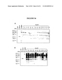 METHODS FOR THE PRODUCTION OF APOLIPOPROTEINS IN TRANSGENIC PLANTS diagram and image
