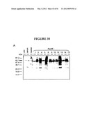 METHODS FOR THE PRODUCTION OF APOLIPOPROTEINS IN TRANSGENIC PLANTS diagram and image