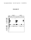 METHODS FOR THE PRODUCTION OF APOLIPOPROTEINS IN TRANSGENIC PLANTS diagram and image