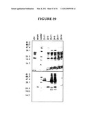 METHODS FOR THE PRODUCTION OF APOLIPOPROTEINS IN TRANSGENIC PLANTS diagram and image