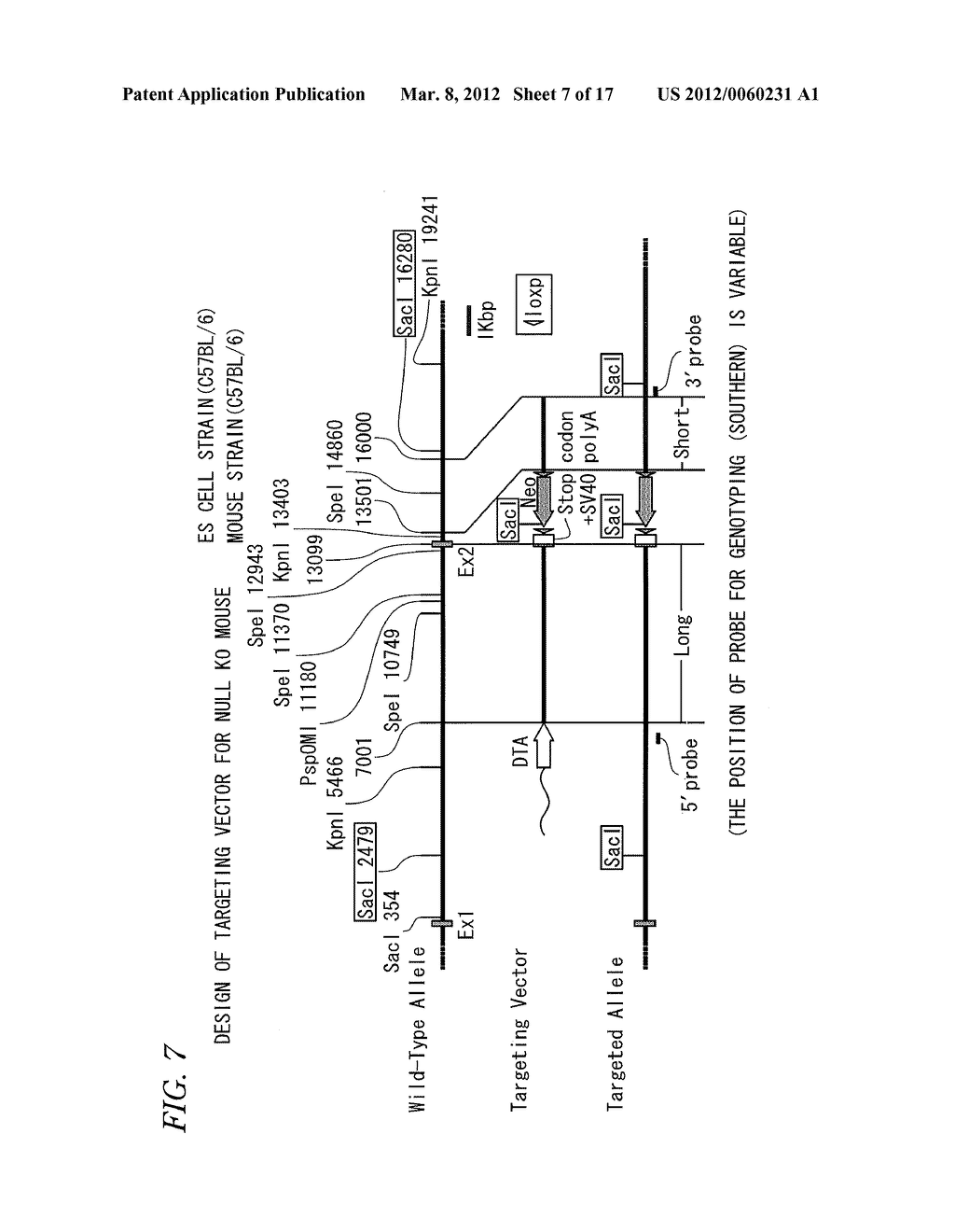 METHOD AND KIT FOR EVALUATION OF PREDISPOSITION TO DEVELOPMENT OF OBESITY,     ANTI-OBESITY AGENT AND METHOD FOR SCREENING THEREOF, NON-HUMAN ANIMAL,     ADIPOSE TISSUE, ADIPOCYTE, METHOD FOR PRODUCTION OF TRANSGENIC MOUSE,     ANTIGEN, AND ANTIBODY - diagram, schematic, and image 08