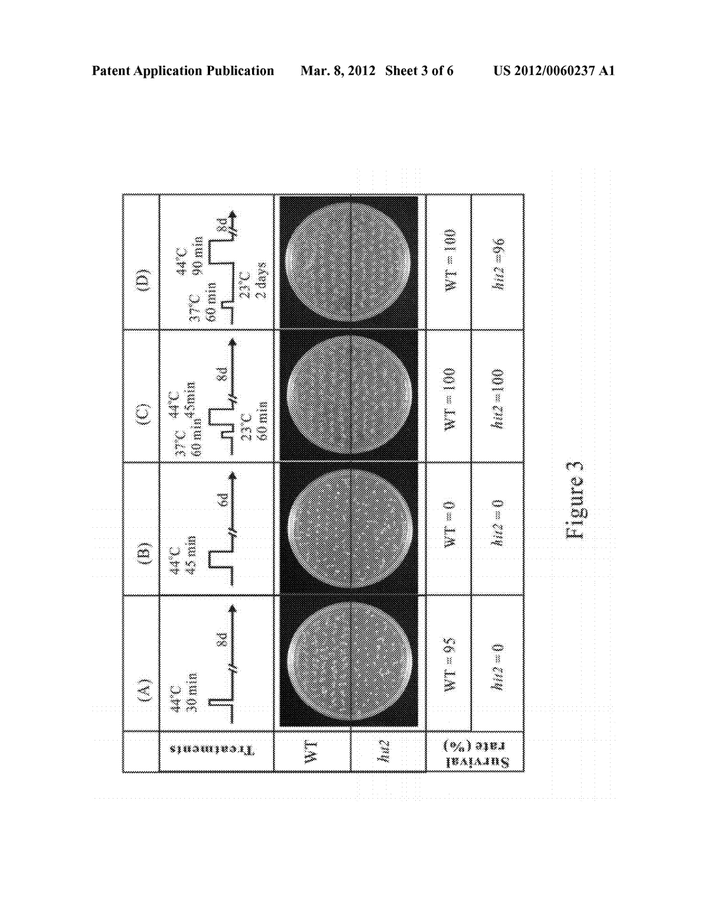 METHOD FOR ENHANCING THERMOTOLERANCE OF PLANT AND GENETIC ENGINEERING     APPLICATIONS THEREOF - diagram, schematic, and image 04