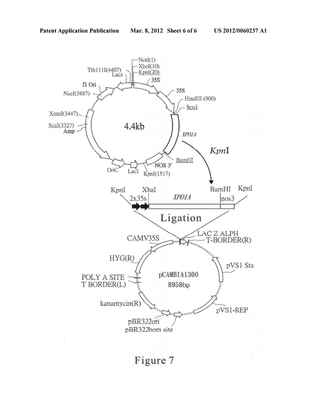 METHOD FOR ENHANCING THERMOTOLERANCE OF PLANT AND GENETIC ENGINEERING     APPLICATIONS THEREOF - diagram, schematic, and image 07