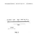 ISOLATED POLYNUCLEOTIDES AND POLYPEPTIDES RELATING TO LOCI UNDERLYING     RESISTANCE TO SOYBEAN CYST NEMATODE AND SOYBEAN SUDDEN DEATH SYNDROME AND     METHODS EMPLOYING SAME diagram and image