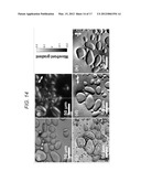 QUANTITATIVE DIFFERENTIAL INTERFERENCE CONTRAST (DIC) MICROSCOPY AND     PHOTOGRAPHY BASED ON WAVEFRONT SENSORS diagram and image