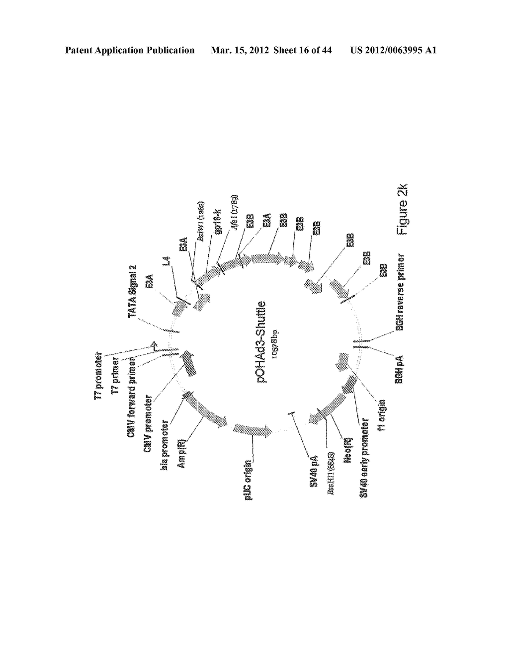 NON-AD5 ADENOVIRAL VECTORS AND METHODS AND USES RELATED THERETO - diagram, schematic, and image 17