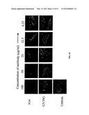 Methods For Treating Diseases and HCV Using Antibodies To     Aminophospholipids diagram and image