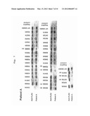 NOVEL ADAMTS-13 MUTANT diagram and image