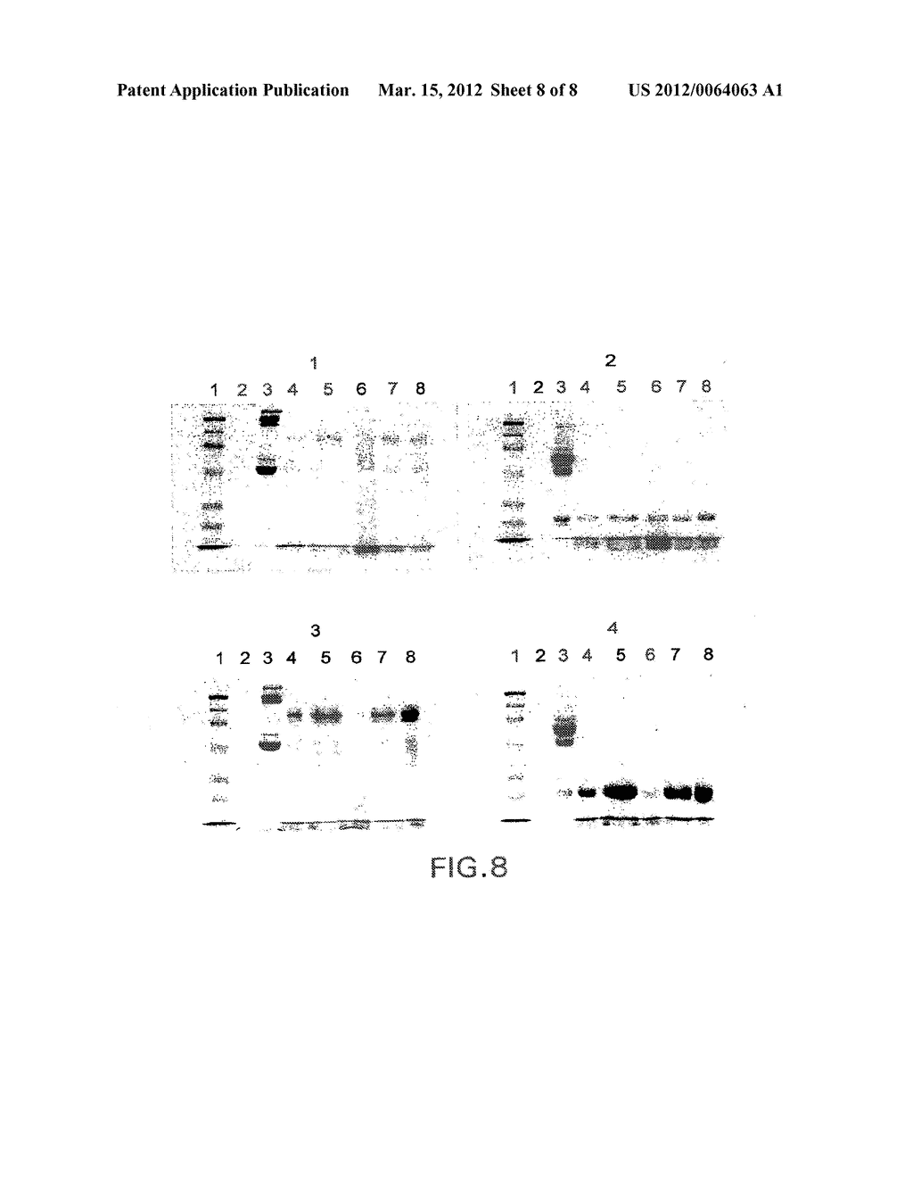 Compositions of F(ab')2 Antibody Fragments - diagram, schematic, and image 09