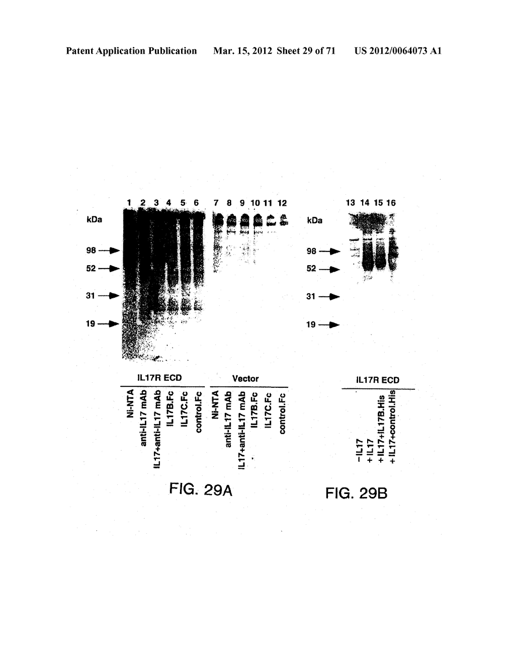 IL-17 HOMOLOGOUS POLYPEPTIDES AND THERAPEUTIC USES THEREOF - diagram, schematic, and image 30