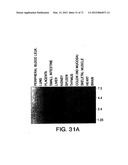 IL-17 HOMOLOGOUS POLYPEPTIDES AND THERAPEUTIC USES THEREOF diagram and image