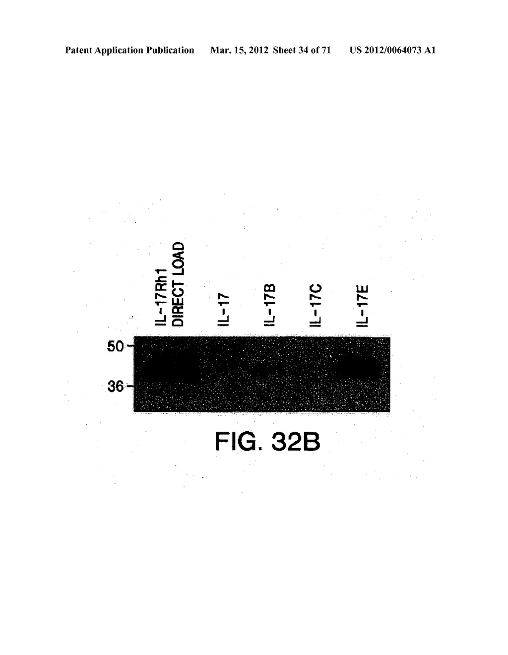 IL-17 HOMOLOGOUS POLYPEPTIDES AND THERAPEUTIC USES THEREOF - diagram, schematic, and image 35