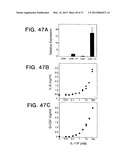 IL-17 HOMOLOGOUS POLYPEPTIDES AND THERAPEUTIC USES THEREOF diagram and image