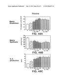 IL-17 HOMOLOGOUS POLYPEPTIDES AND THERAPEUTIC USES THEREOF diagram and image