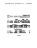 IL-17 HOMOLOGOUS POLYPEPTIDES AND THERAPEUTIC USES THEREOF diagram and image