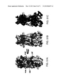 IL-17 HOMOLOGOUS POLYPEPTIDES AND THERAPEUTIC USES THEREOF diagram and image