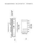 IL-17 HOMOLOGOUS POLYPEPTIDES AND THERAPEUTIC USES THEREOF diagram and image