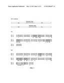 STABLE AND SOLUBLE ANTIBODIES INHIBITING TNF ALPHA diagram and image