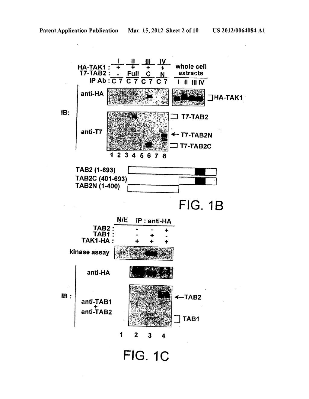 SIGNAL TRANSDUCTION PROTEIN TAB2 - diagram, schematic, and image 03