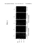 ANTI-INFLUENZA M2e ANTIBODY diagram and image