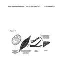 DYSFUNCTION OF THE MITOCHONDRIAL RESPIRATORY CHAIN, METHODS FOR DIAGNOSIS,     TREATMENT AND FOLLOW-UP diagram and image