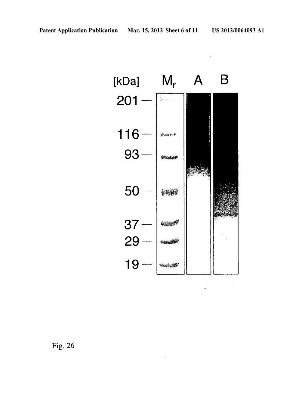 ANTIBODY - diagram, schematic, and image 07