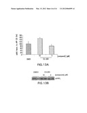 COMPOUNDS THAT INHIBIT NFKB AND BACE1 ACTIVITY diagram and image