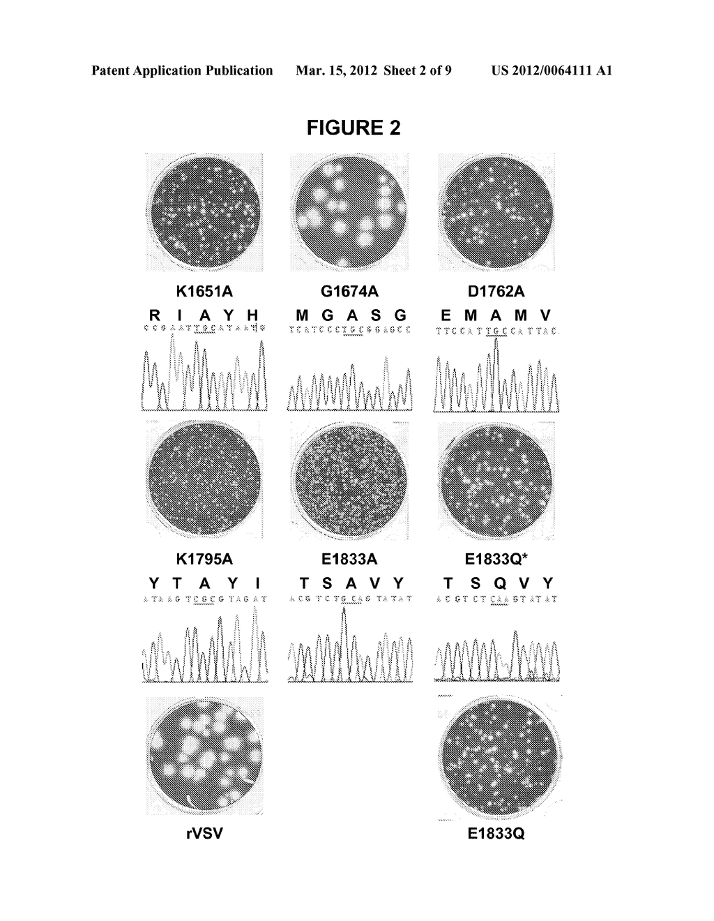 ATTENUATED VACCINES FOR NON-SEGMENTED NEGATIVE SENSE RNA VIRUSES - diagram, schematic, and image 03