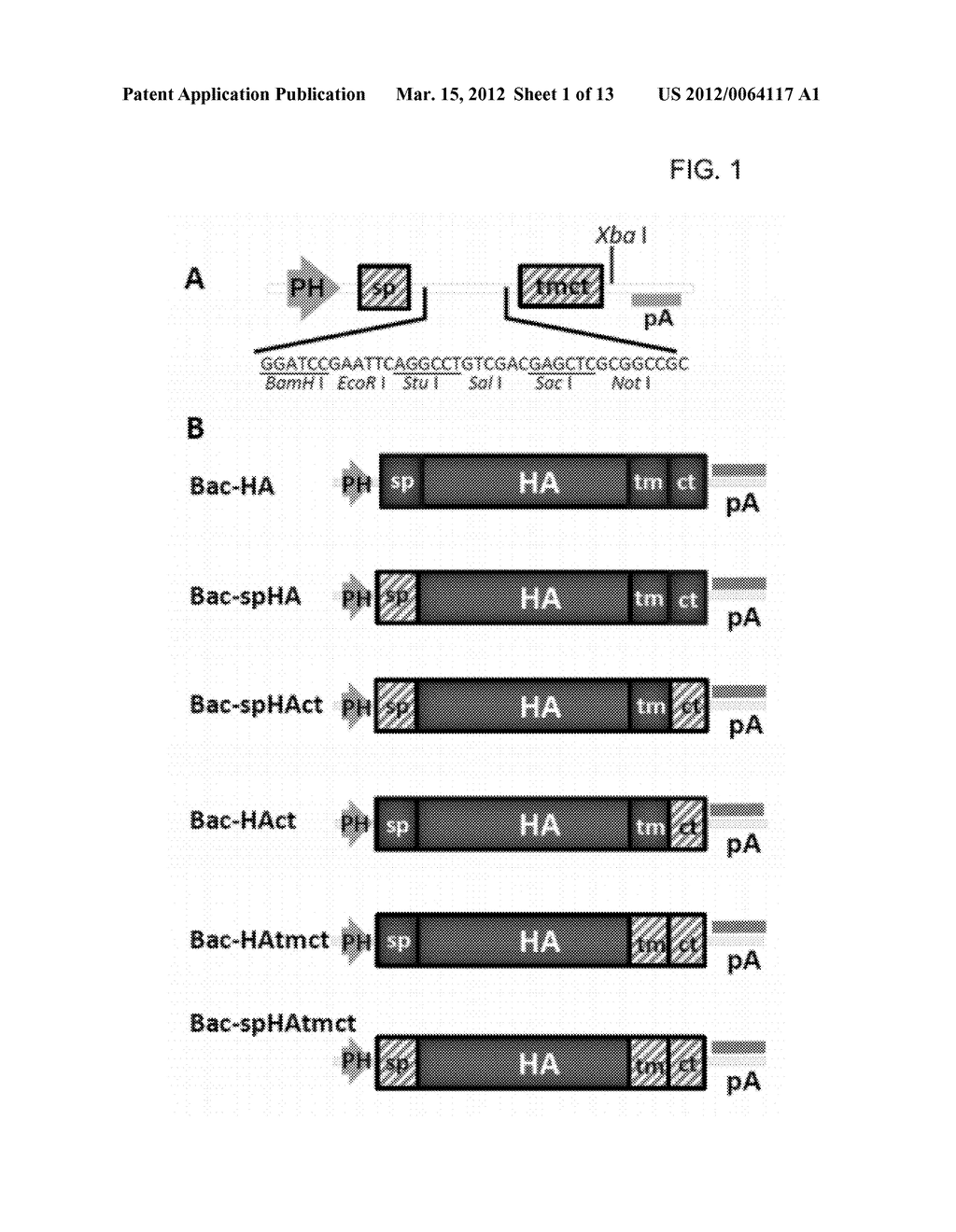 TETRAVALENT INFLUENZA VACCINE AND USE THEREOF - diagram, schematic, and image 02