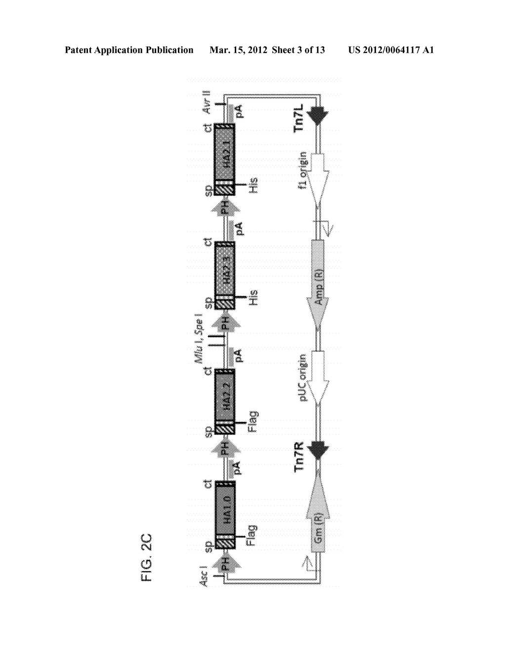 TETRAVALENT INFLUENZA VACCINE AND USE THEREOF - diagram, schematic, and image 04