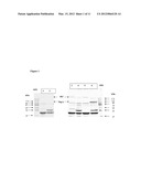 NEISSERIAL VACCINE COMPOSITIONS COMPRISING A COMBINATION OF ANTIGENS diagram and image