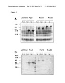 NEISSERIAL VACCINE COMPOSITIONS COMPRISING A COMBINATION OF ANTIGENS diagram and image