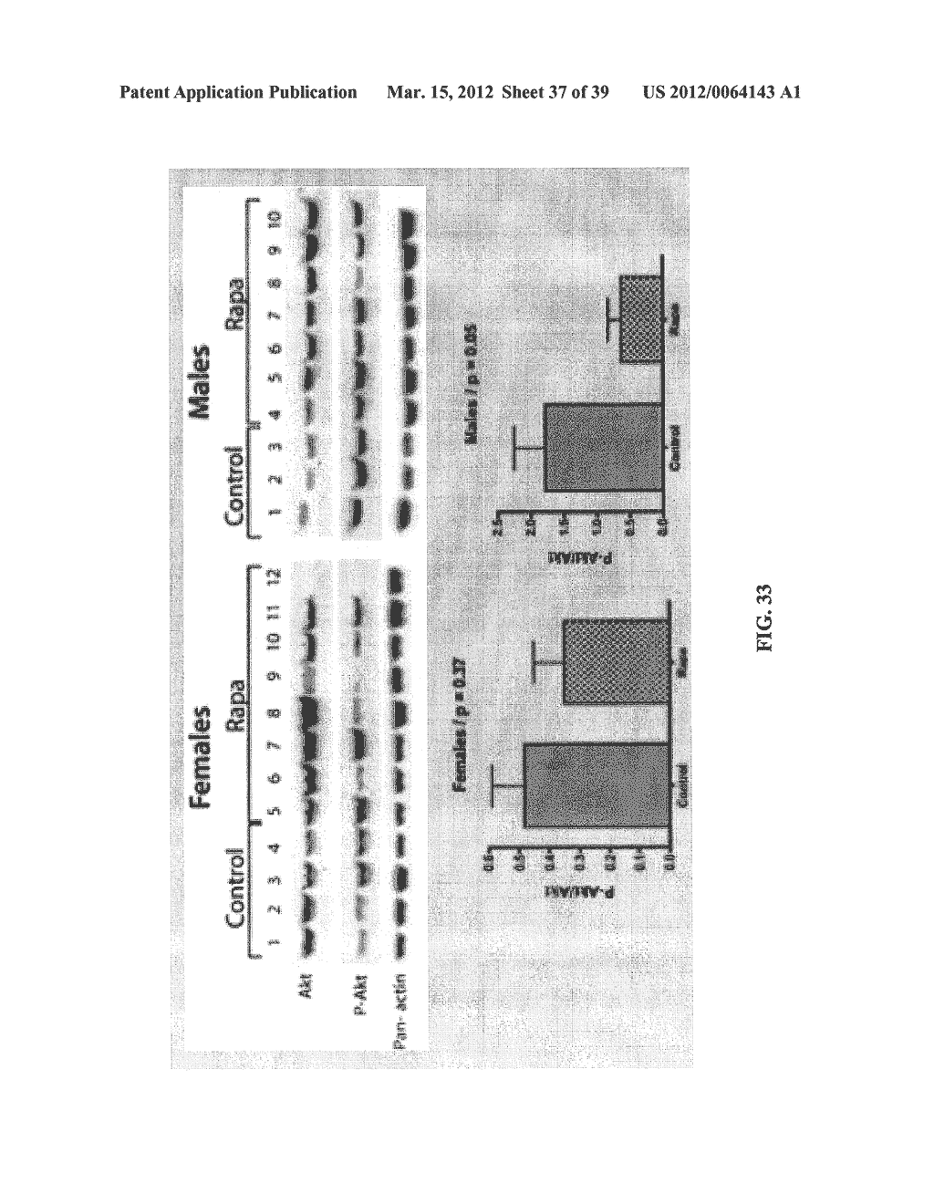 INHIBITION OF MAMMALIAN TARGET OF RAPAMYCIN - diagram, schematic, and image 38