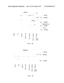 BIOCOMPATIBLE MATERIALS CONTAINING STABLE COMPLEXES OF TSG-6 AND     HYALURONAN AND METHOD OF USING SAME diagram and image