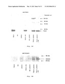 BIOCOMPATIBLE MATERIALS CONTAINING STABLE COMPLEXES OF TSG-6 AND     HYALURONAN AND METHOD OF USING SAME diagram and image