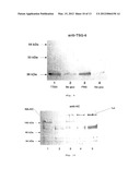 BIOCOMPATIBLE MATERIALS CONTAINING STABLE COMPLEXES OF TSG-6 AND     HYALURONAN AND METHOD OF USING SAME diagram and image