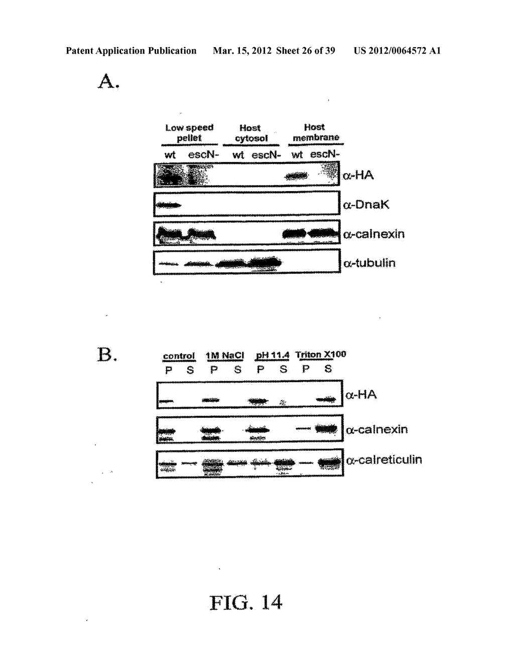 Bacterial Virulence Factors And Uses Thereof - diagram, schematic, and image 27