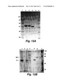 TERMITE ENZYMES AND USES THEREOF FOR IN VITRO CONVERSION OF     LIGNIN-CONTAINING MATERIALS TO FERMENTABLE PRODUCTS diagram and image