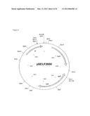 Nucleotide Sequences Encoding Alanine Racemase from Coryneform diagram and image