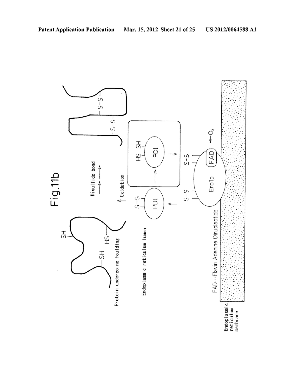 PROTEIN COMPLEX HAVING ACTIVITY CATALYZING ASYMMETRIC OXIDATION REACTION     AND PROCESS FOR PRODUCING THE SAME - diagram, schematic, and image 22