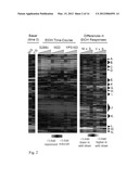 RECOMBINANT YEAST WITH IMPROVED ETHANOL TOLERANCE AND RELATED METHODS OF     USE diagram and image