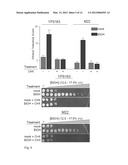 RECOMBINANT YEAST WITH IMPROVED ETHANOL TOLERANCE AND RELATED METHODS OF     USE diagram and image