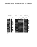 RECOMBINANT YEAST WITH IMPROVED ETHANOL TOLERANCE AND RELATED METHODS OF     USE diagram and image